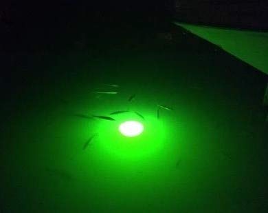 Detail of 576 green LEDs on the Green Glow Dock Light.