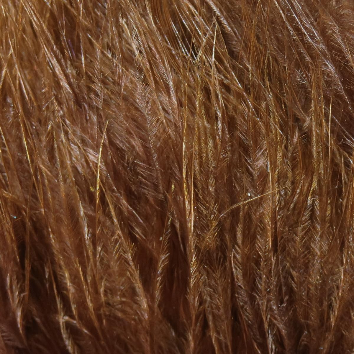 Hareline Marabou Blood Quills close-up shows premium texture for precise hackling
