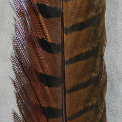 Hareline Dubbin Ringneck Pheasant Tail feathers in brown, ideal for nymph patterns.