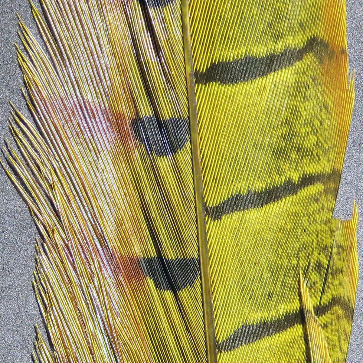 Hareline Dubbin yellow ringneck pheasant tail feathers close-up for nymph ties