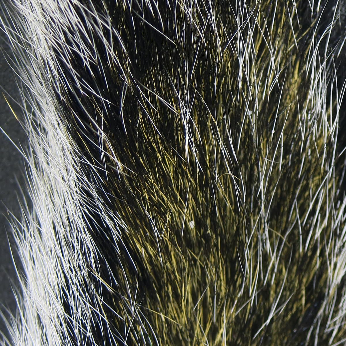 Hareline Gray Squirrel Tail Dyed bundle shows soft natural fibers for lifelike flies.