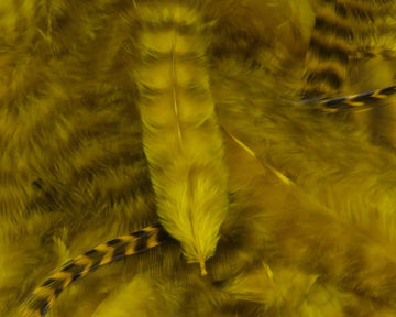 Hareline Grizzly Soft Hackle Yellow close-up with barred feathers and movement