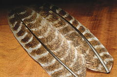 Hareline Ozark Oak mottled turkey quill ideal for hopper patterns and nymphs