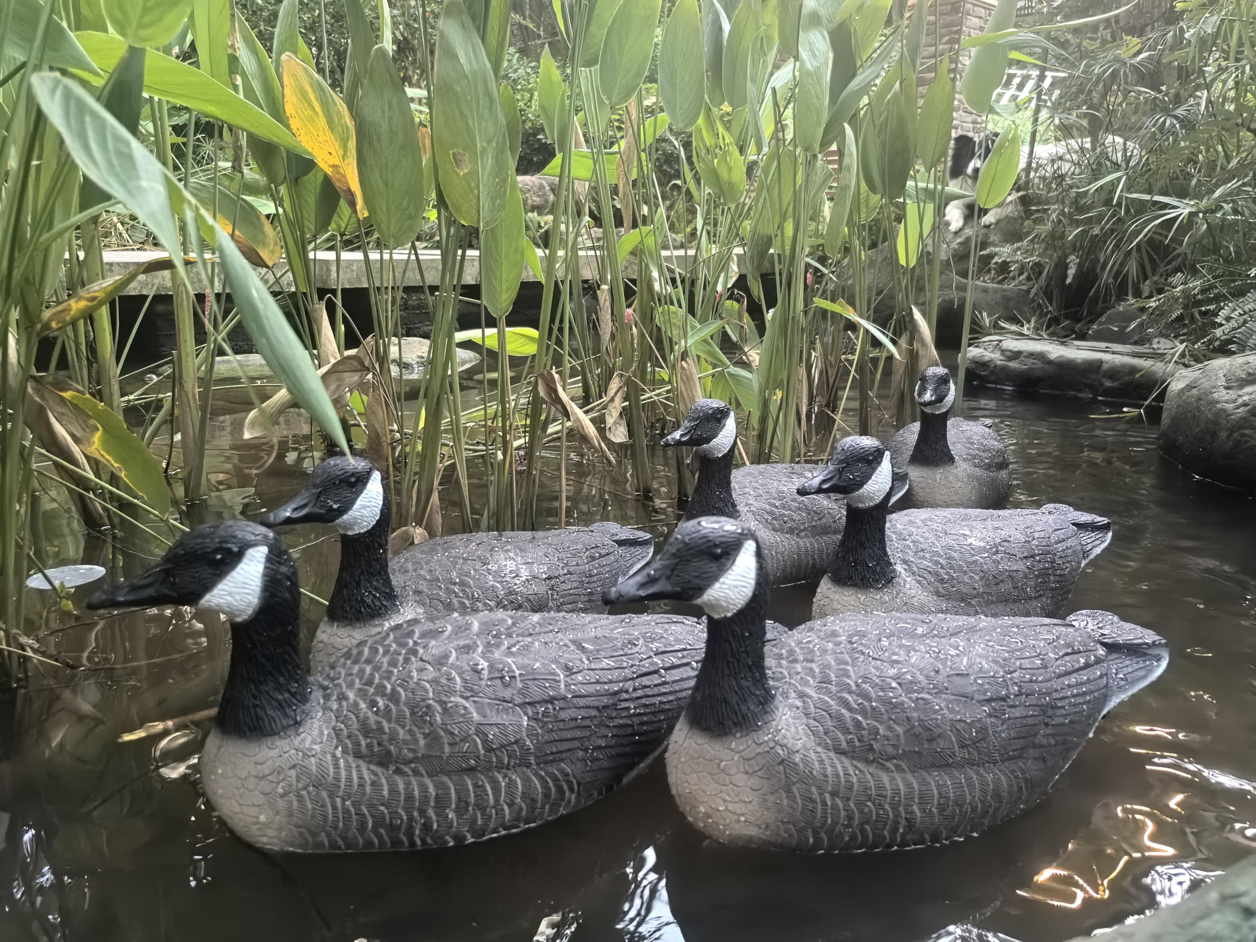 Heerweiyi Goose Decoys with carrying case for portable hunting setup