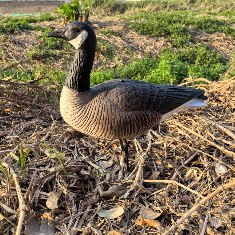 Diverse poses form natural flock patterns to attract Canada geese.
