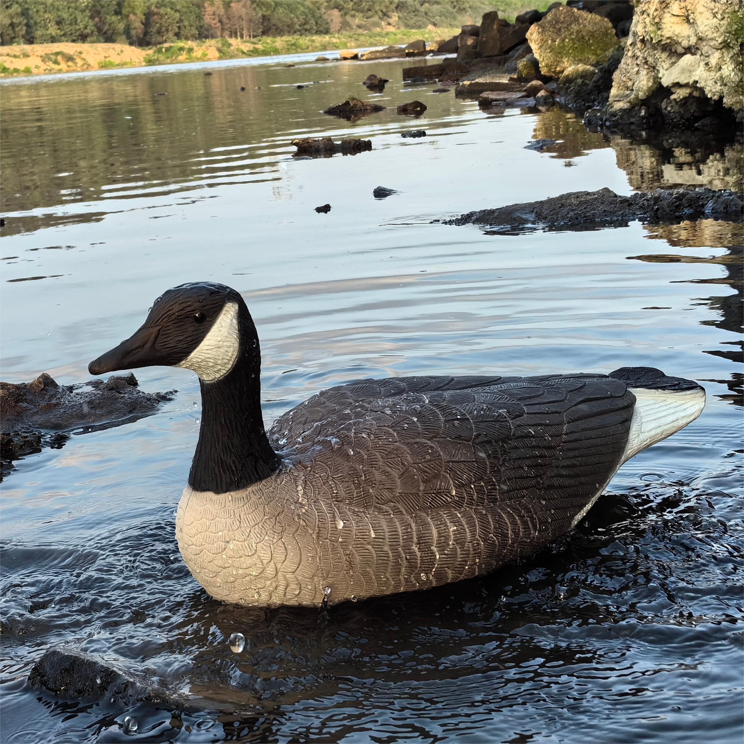 Heerweiyi Goose Decoys placed in wetlands spread for waterfowl realism