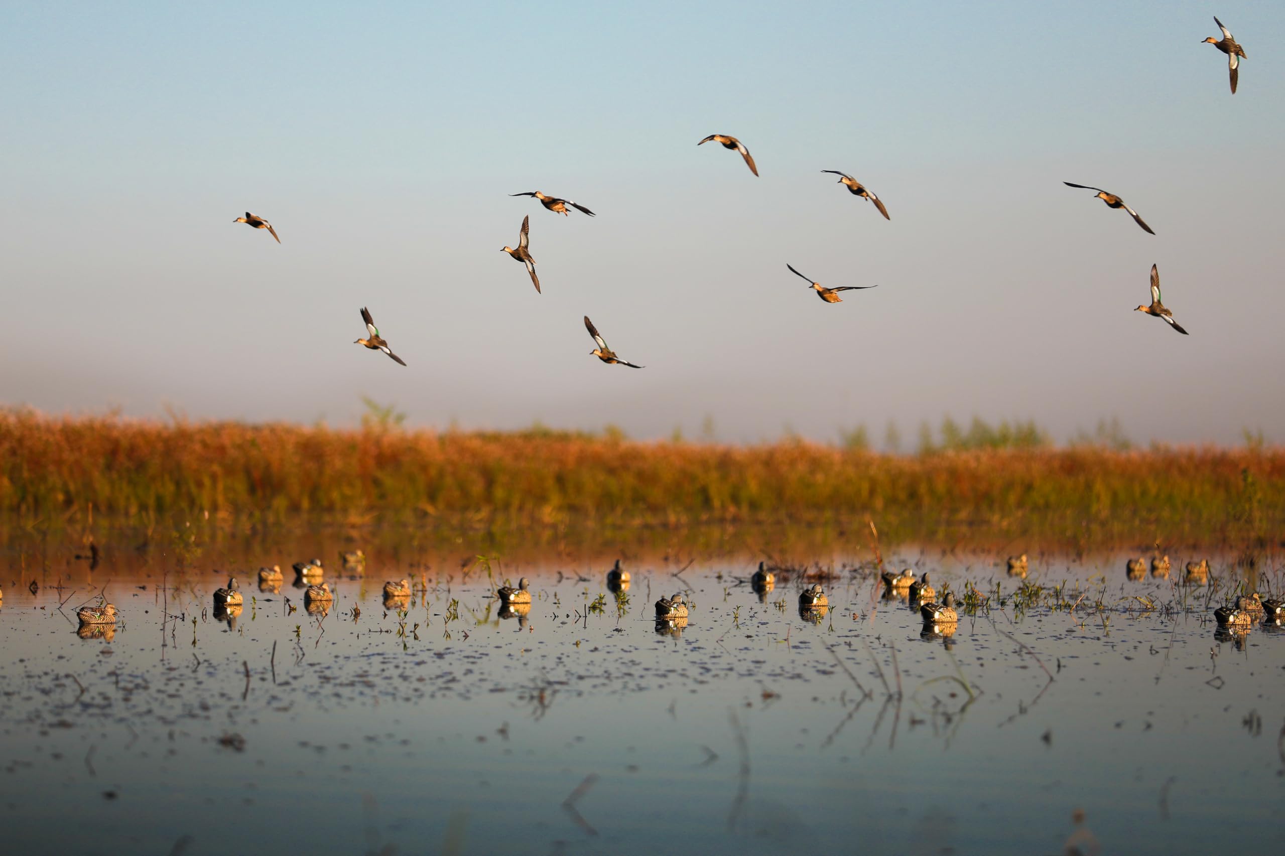 Heyday Blue Wing Teal decoy lightweight and durable for field use.