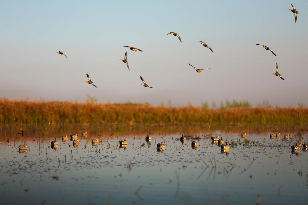 Heyday Blue Wing Teal decoy lightweight and durable for field use.