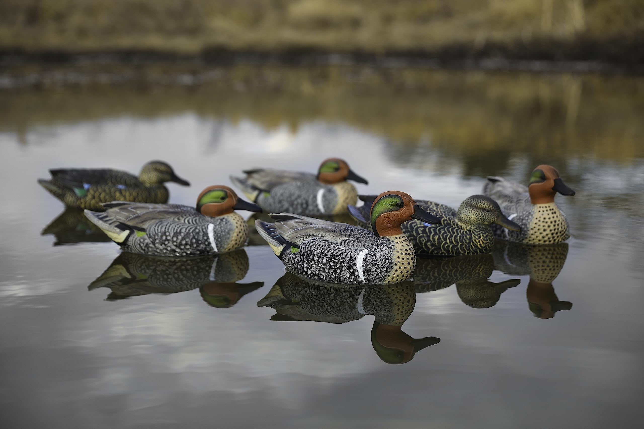 Heyday Green Wing Teal decoys realistic pose for authentic setups.