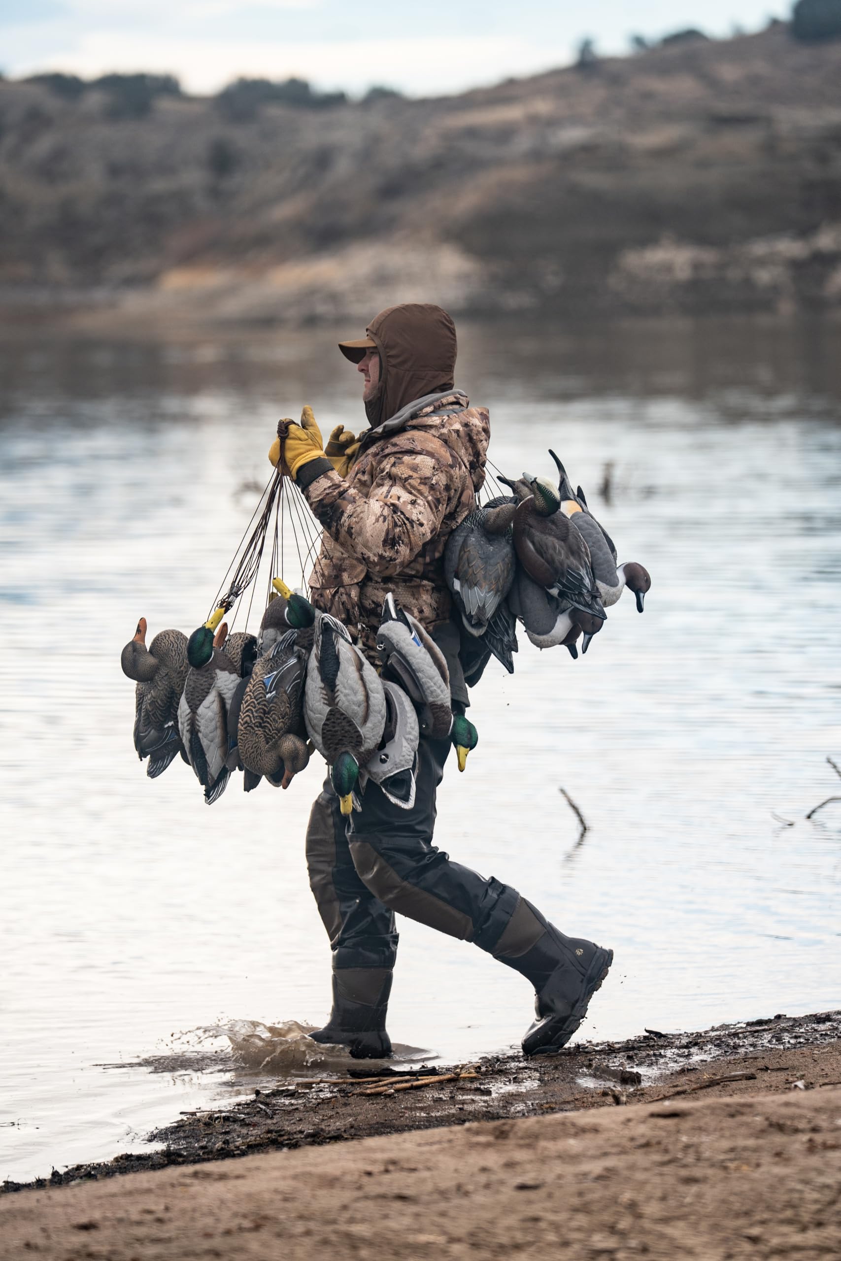 HEYDAY Mallard active drakes six-pack imagery highlights variety