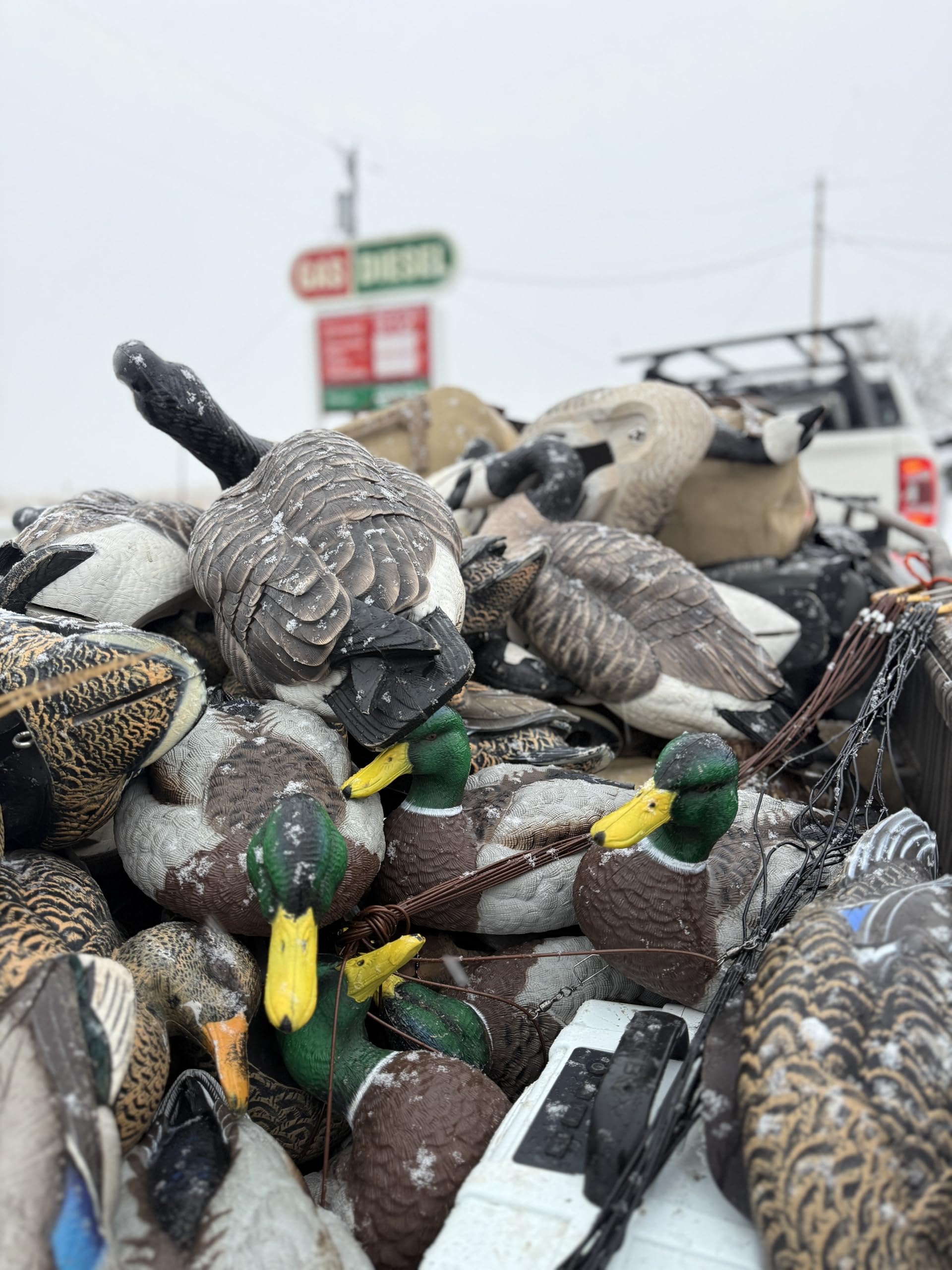 HEYDAY Mallard hens six-pack shown in natural position