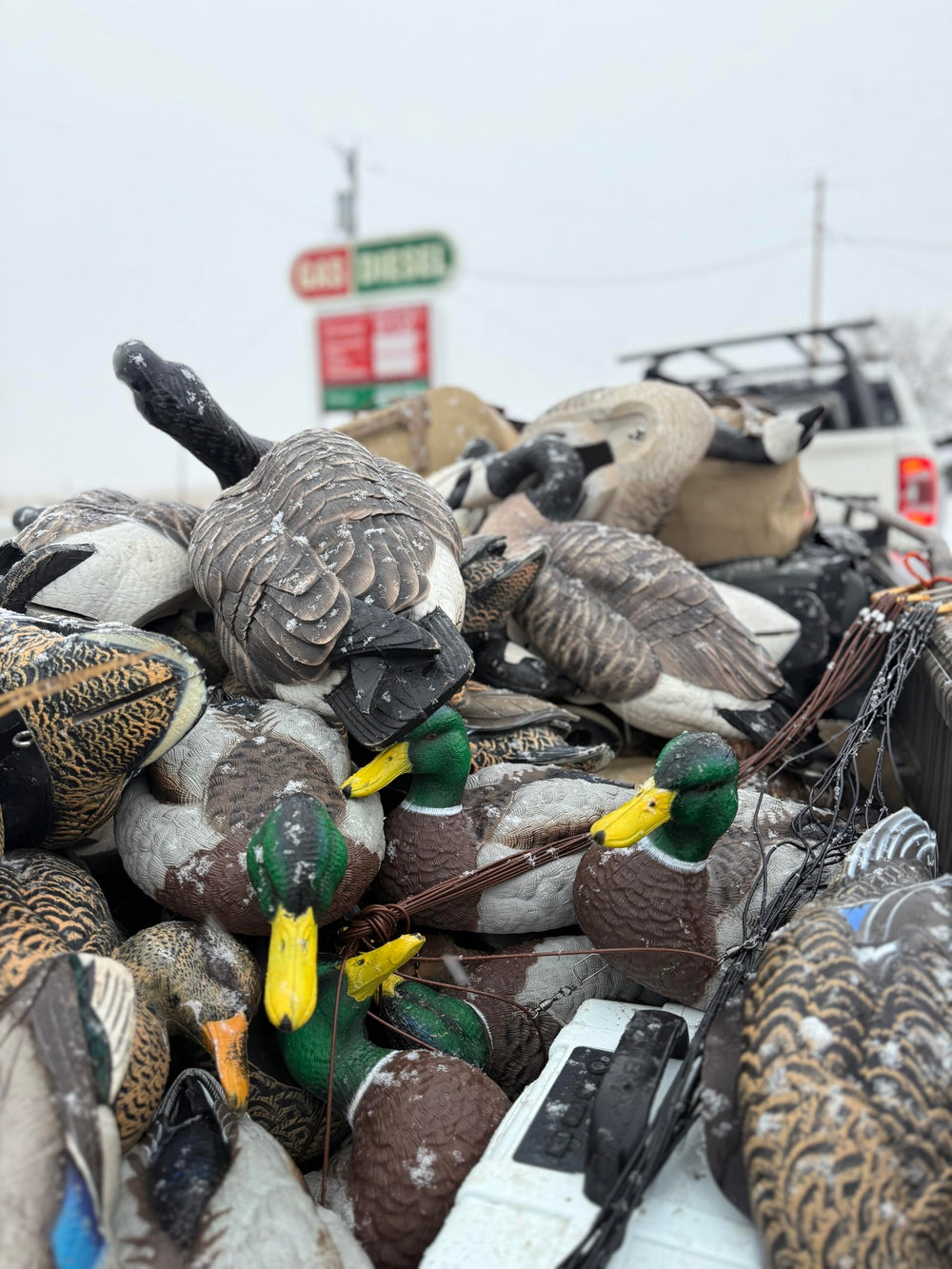 HEYDAY Mallard hens six-pack shown in natural position