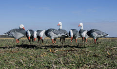 Higdon APEX goose feeder decoy front view highlighting feather texture