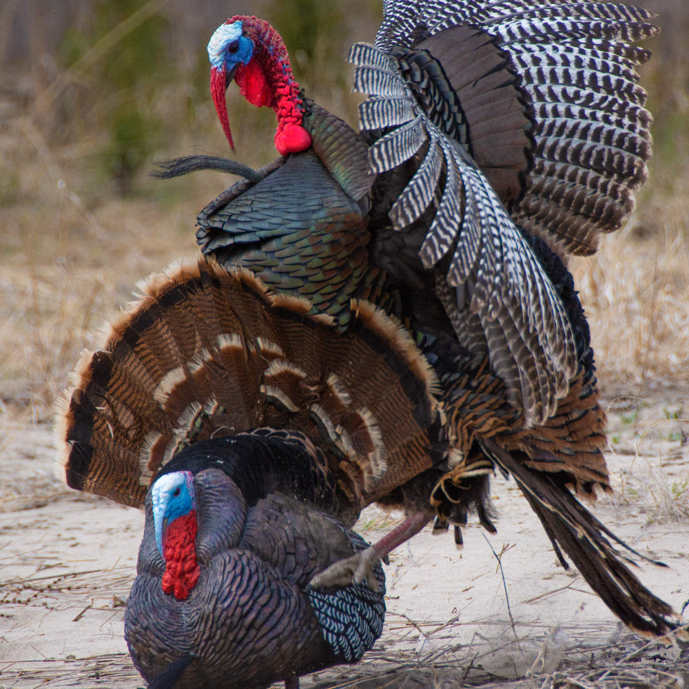 Higdon Apex lightweight and durable decoy for easy field mobility