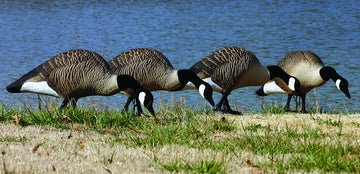 Higdon Alpha Magnum TruFeeder decoys demonstrating lifelike feeding posture to attract flocks