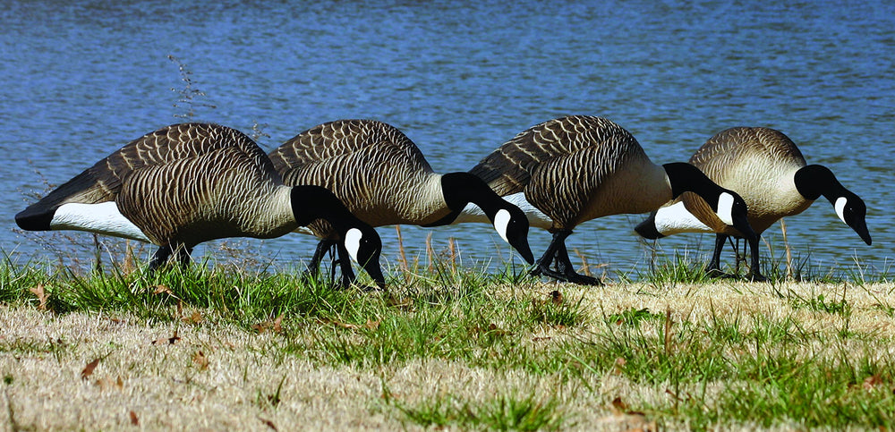Higdon Alpha Magnum TruFeeder decoys demonstrating lifelike feeding posture to attract flocks