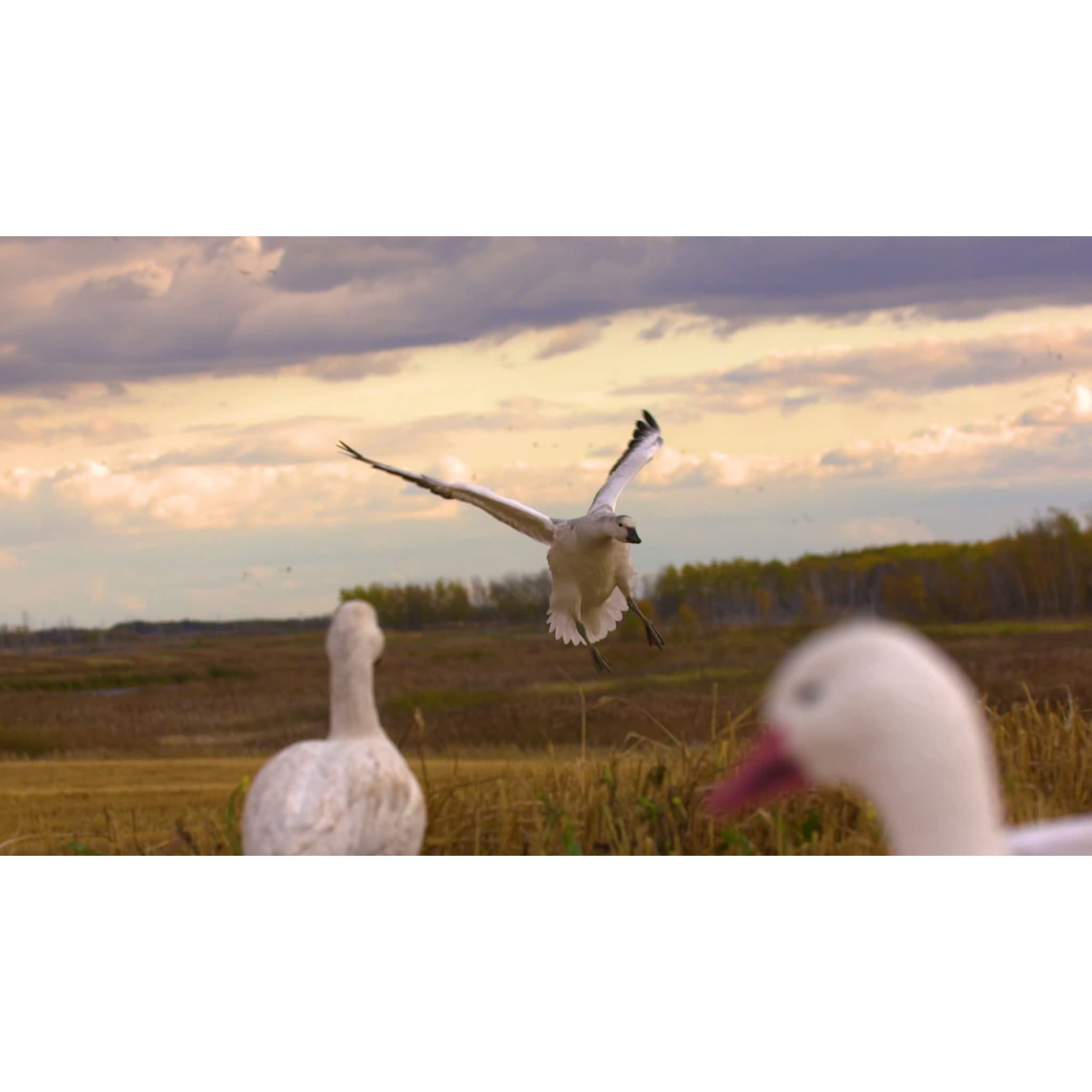 Higdon Outdoors APEX full-body decoys stackable design for quick setup.