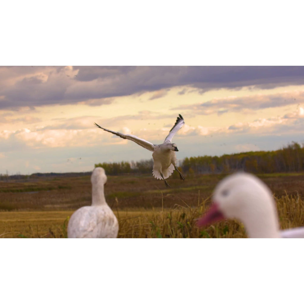 Higdon Outdoors APEX full-body decoys stackable design for quick setup.