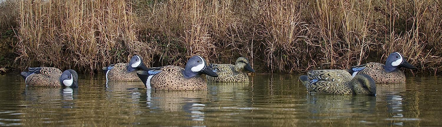 Higdon Outdoors Blue Wing Teal Decoys in a 12-pack spread for better field coverage.