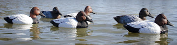 Higdon Outdoors canvasback self-righting keel design aids fast stringing on shallow water.