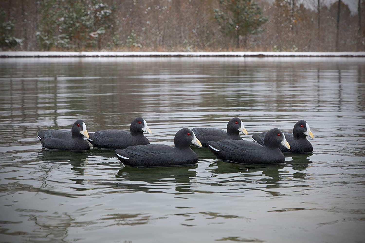 Higdon Outdoors Coot Decoy short-string keel clip demonstrates quick shallow-water setup.