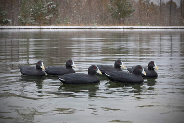 Higdon Outdoors Coot Decoy short-string keel clip demonstrates quick shallow-water setup.