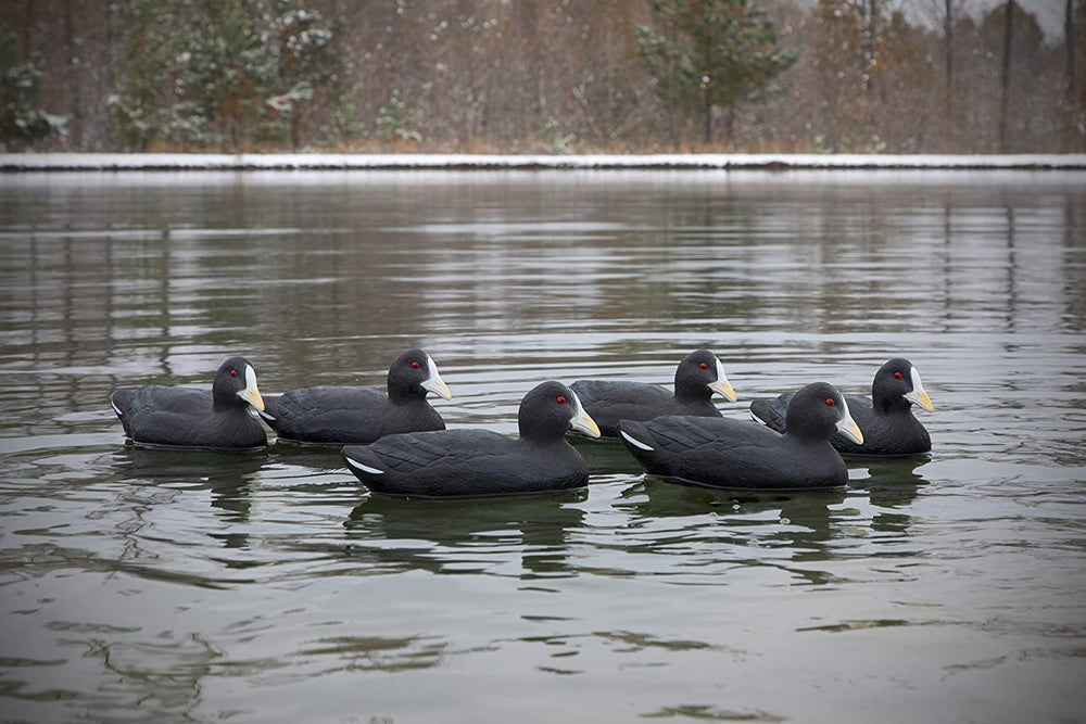 Higdon Outdoors Coot Decoy short-string keel clip demonstrates quick shallow-water setup.