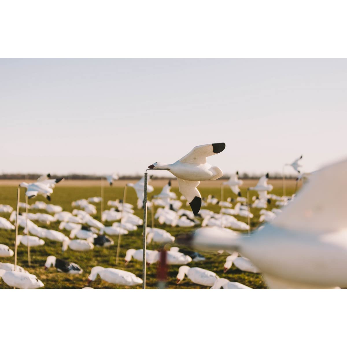 Higdon Outdoors Feather Flyers snow goose decoy, quick field setup for efficient hunts.