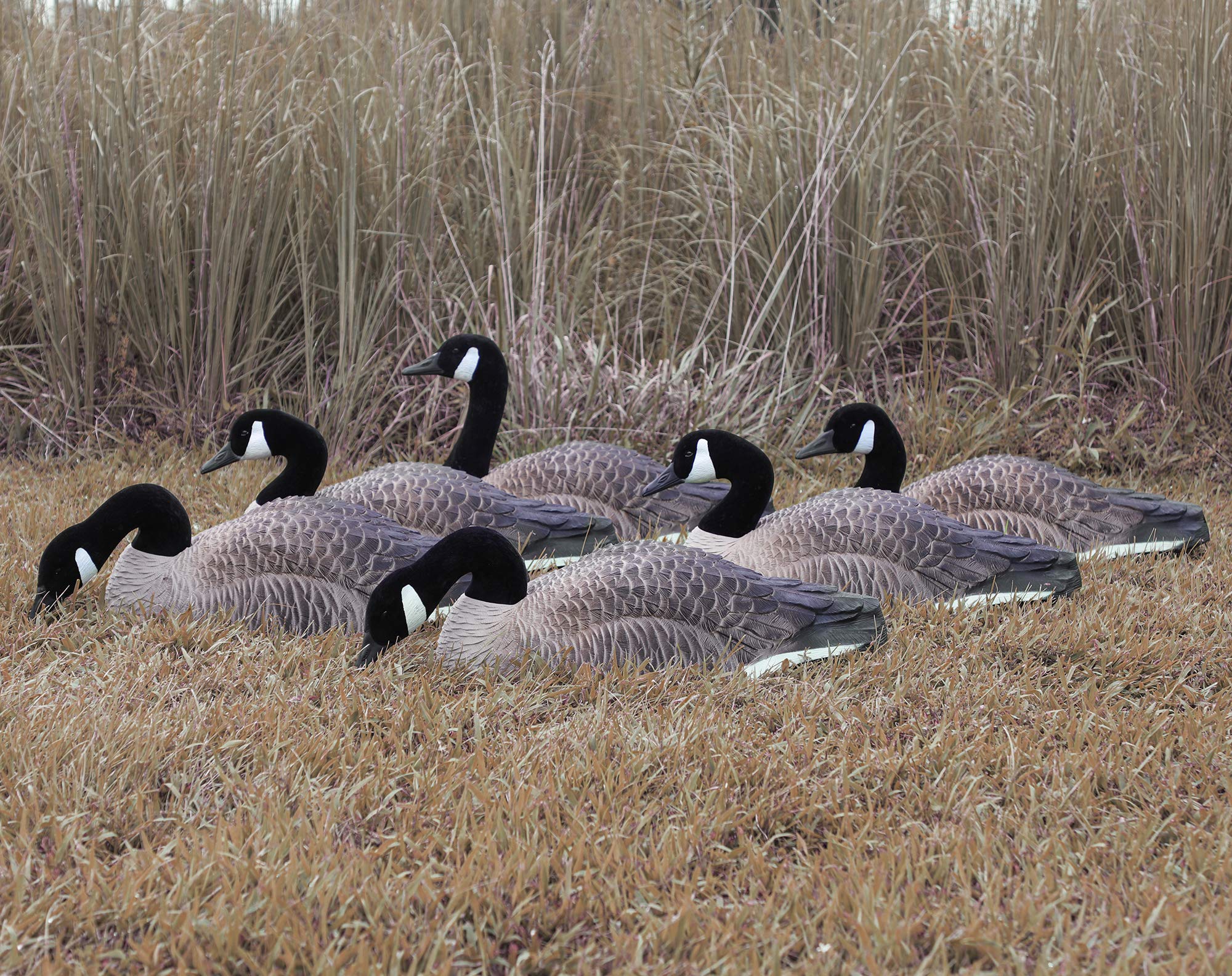 Higdon Outdoors field setup with Canada Goose decoys arranged naturally