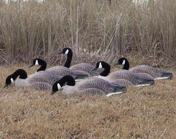 Higdon Outdoors field setup with Canada Goose decoys arranged naturally