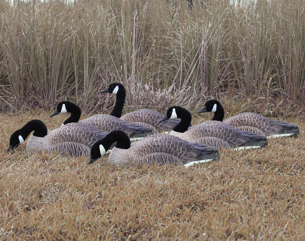 Higdon Outdoors field setup with Canada Goose decoys arranged naturally