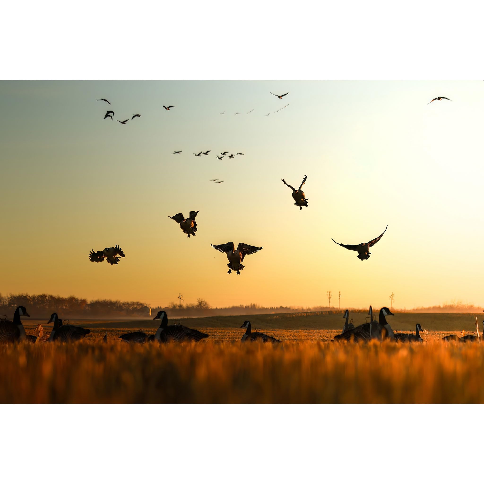 Higdon Outdoors Flats weather-resistant decoys handle damp mornings reliably