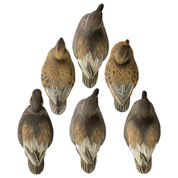 Higdon Gadwall Floater Drake Relaxed pose enhances natural movement in spread