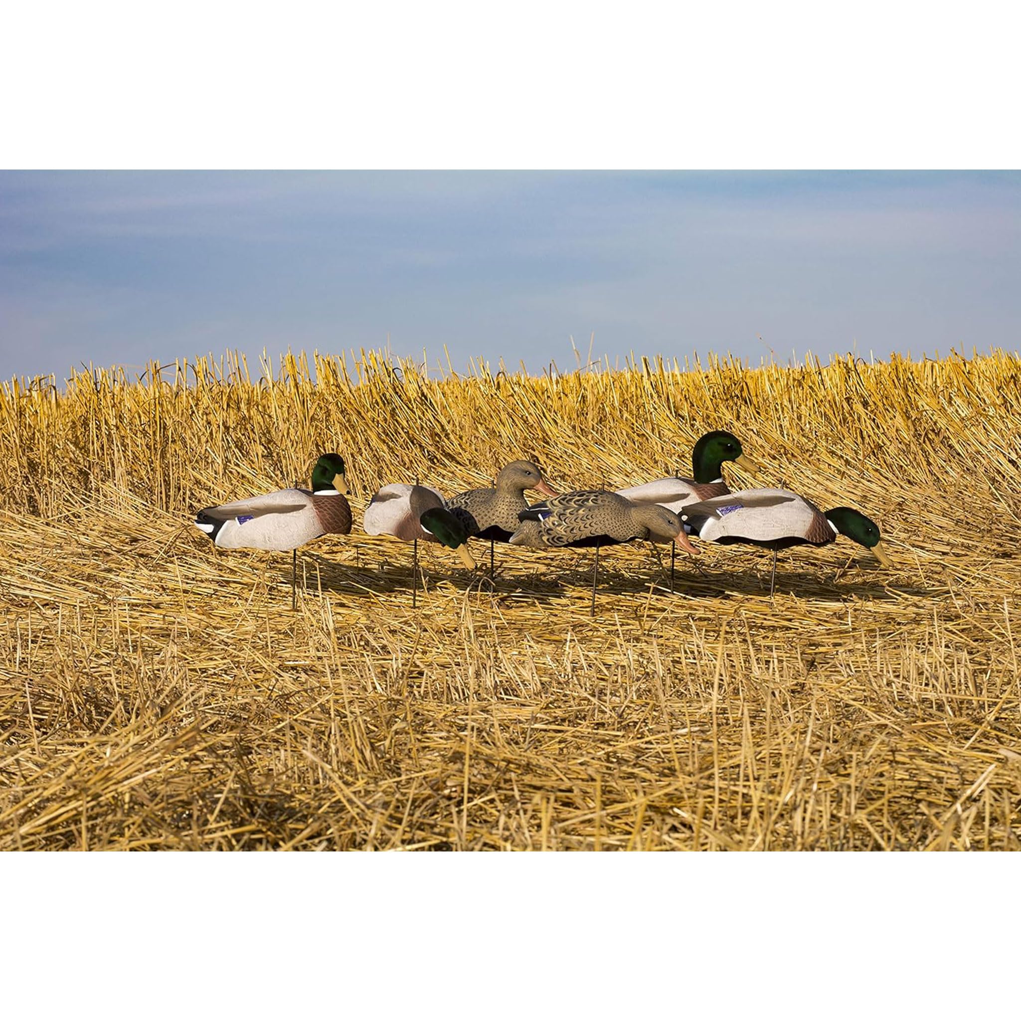 Higdon Outdoors Magnum full-form mallard decoys packaging displays 6 decoys and 6 stakes for easy transport
