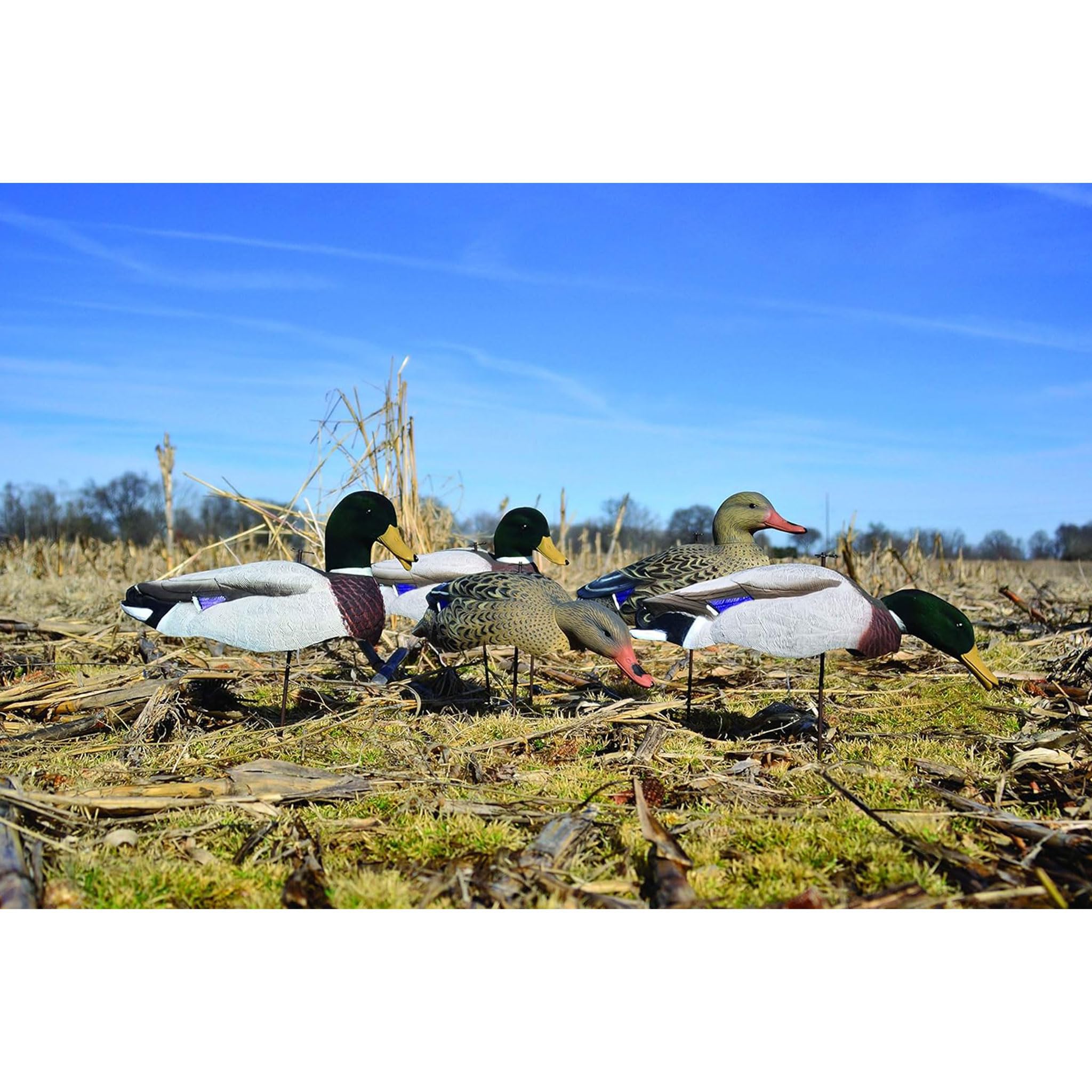 Higdon Outdoors Magnum full-form mallard decoy motion stake in breeze demonstrates lifelike movement