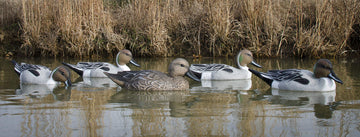 Higdon Outdoors Pintail Floater Drake Upright 02 varied posture enhances natural flock look