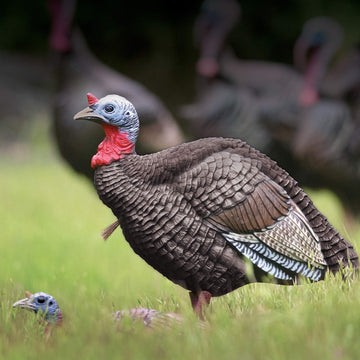 Higdon Outdoors quarter-strut Jake decoy's hard body offers rugged durability in harsh conditions.