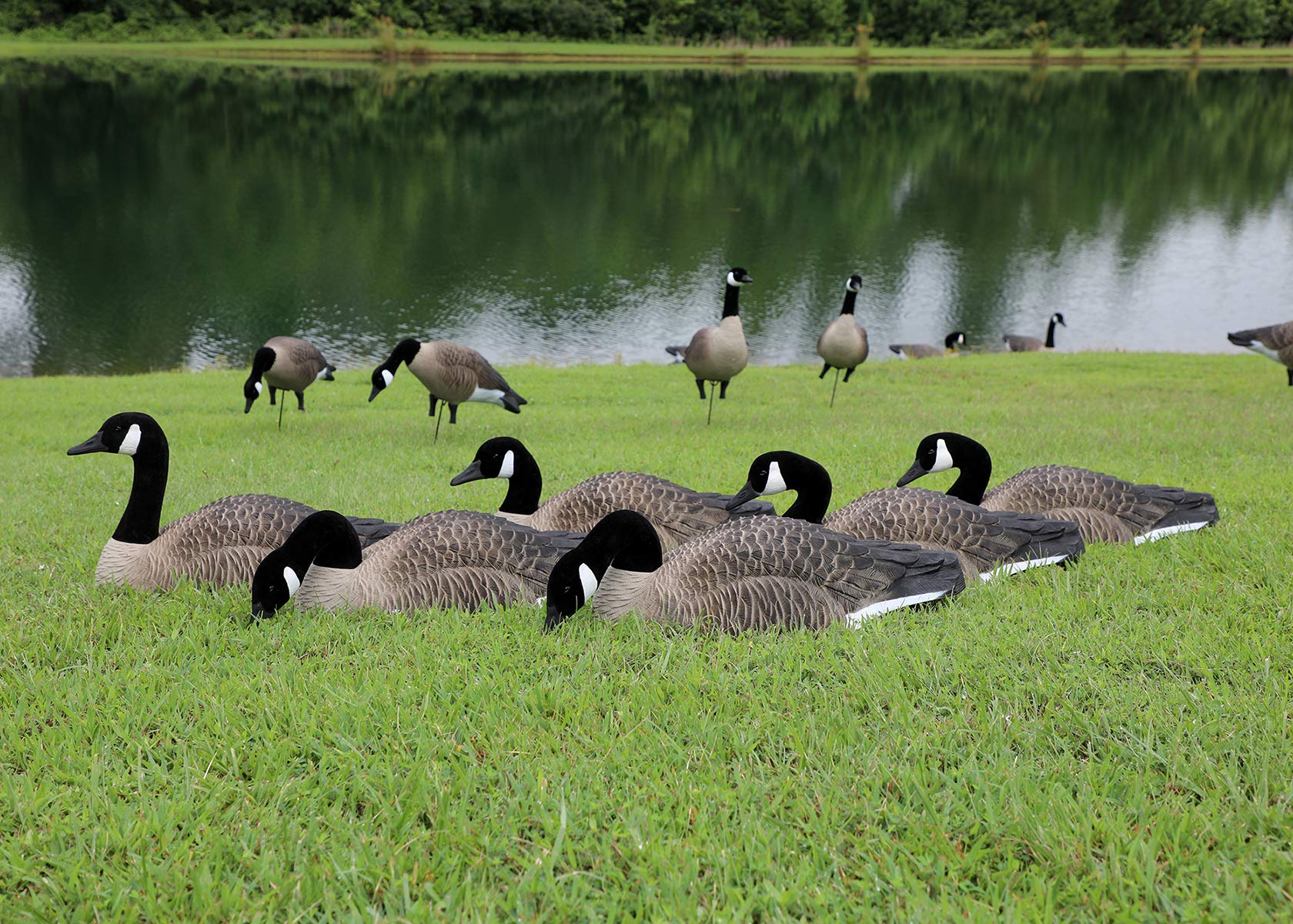 Higdon Outdoors removable heads Canada Goose decoys closeup showing posing options