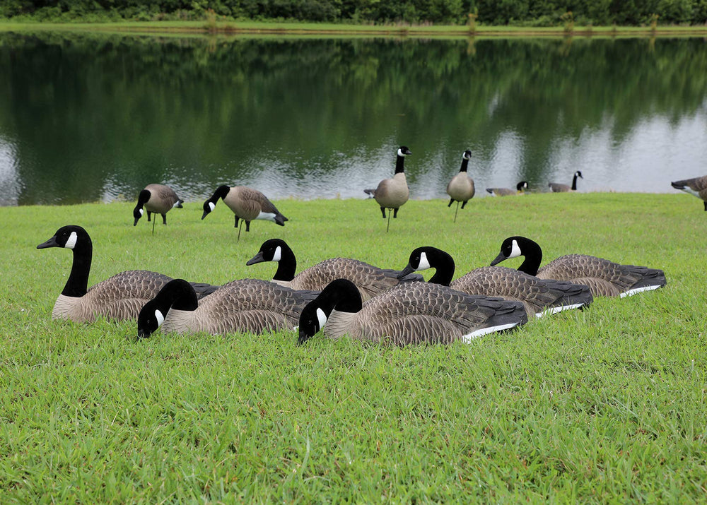 Higdon Outdoors removable heads Canada Goose decoys closeup showing posing options