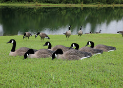 Higdon Outdoors removable heads Canada Goose decoys closeup showing posing options