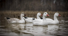 Higdon Outdoors snow goose decoy with removable heads for versatile posing