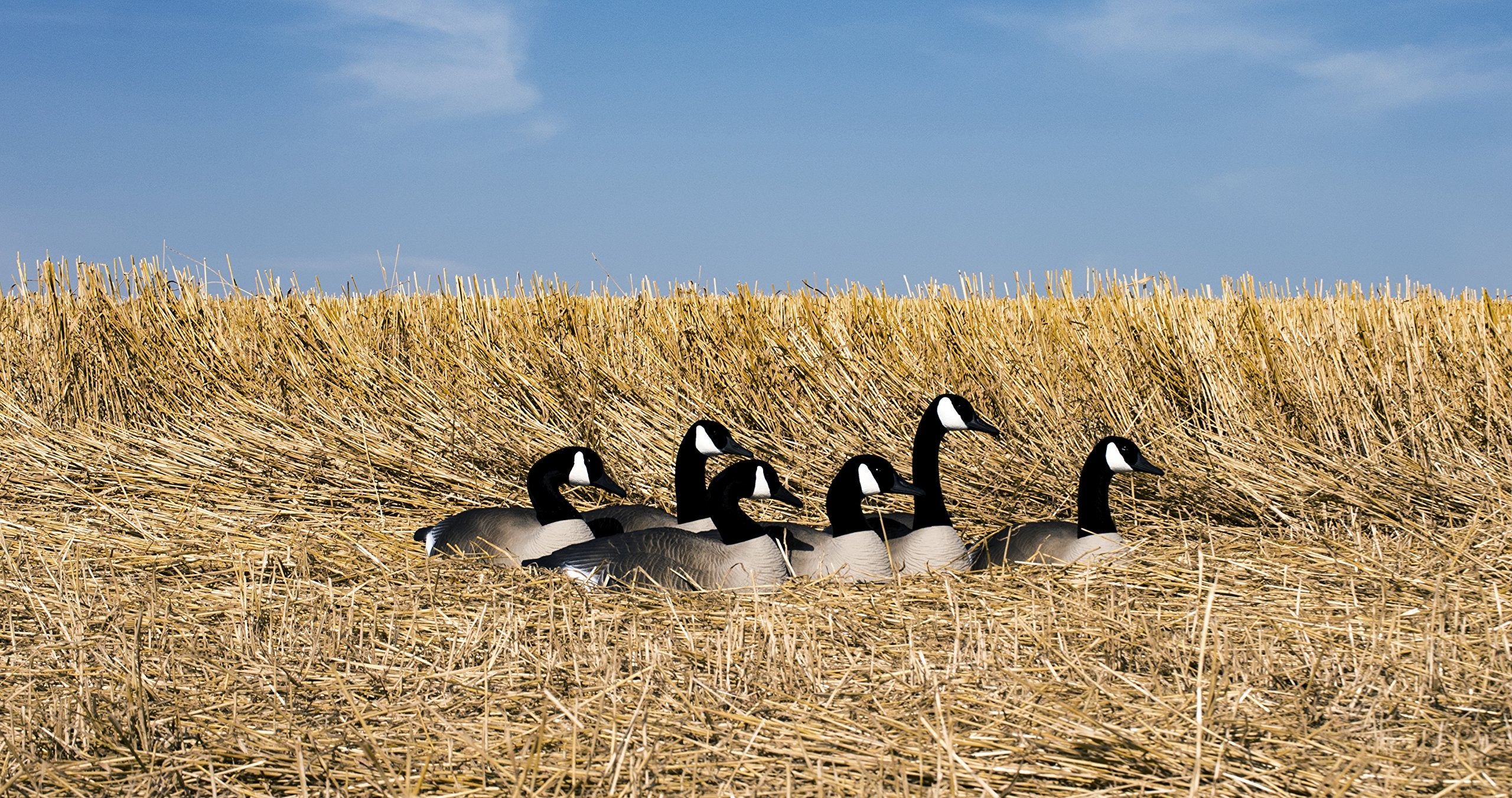 Higdon Outdoors stackable goose decoys 6pk easy transport and compact storage
