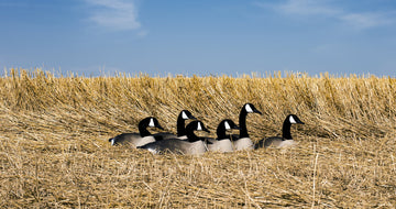 Higdon Outdoors stackable goose decoys 6pk easy transport and compact storage