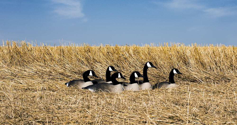 Higdon Outdoors stackable goose decoys 6pk easy transport and compact storage
