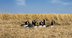 Higdon Outdoors stackable goose decoys 6pk easy transport and compact storage