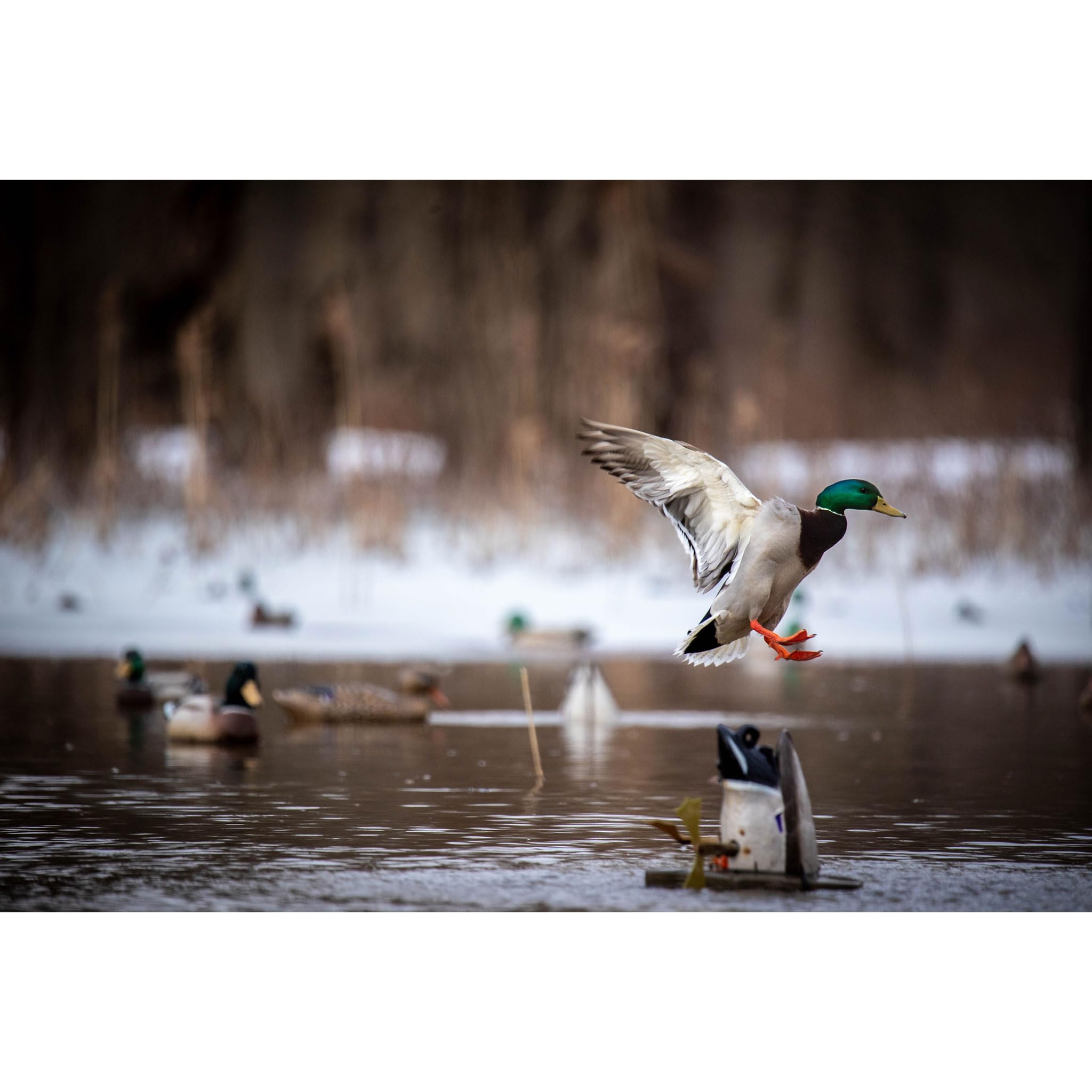 Higdon Outdoors XS Crazy Kicker decoy in-water action illustrating dynamic movement