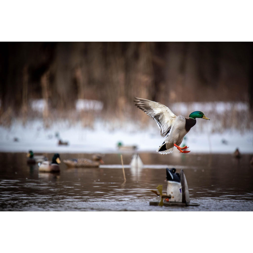 Higdon Outdoors XS Crazy Kicker decoy in-water action illustrating dynamic movement