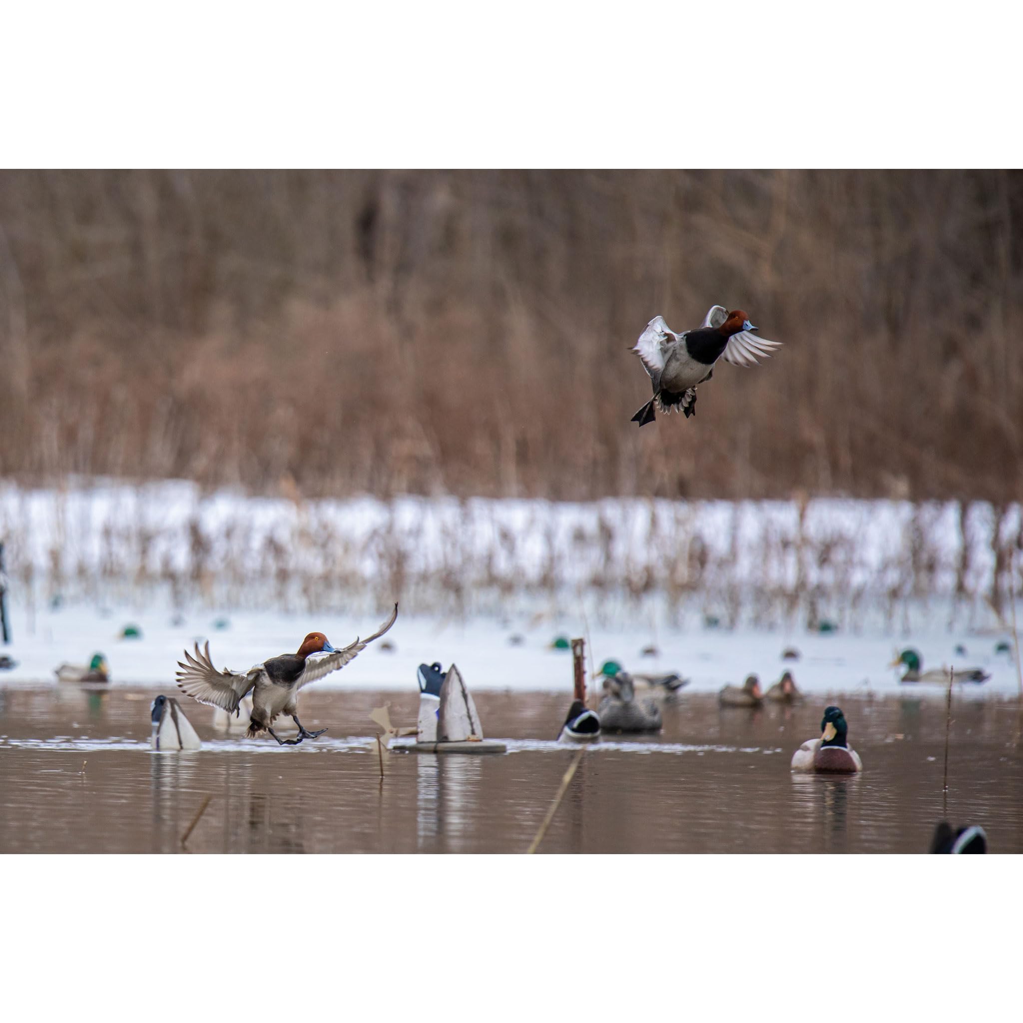Higdon Outdoors XS Crazy Kicker decoy shallow water operation for tight ponds