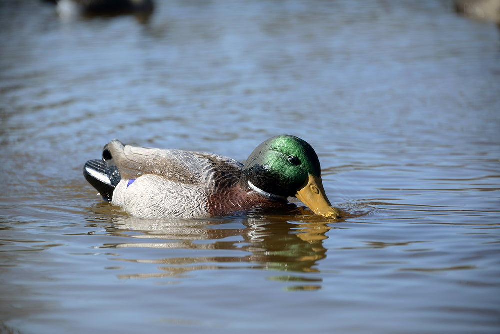 Higdon Outdoors XS swimmer decoy mallard drake mid-swim for realism.