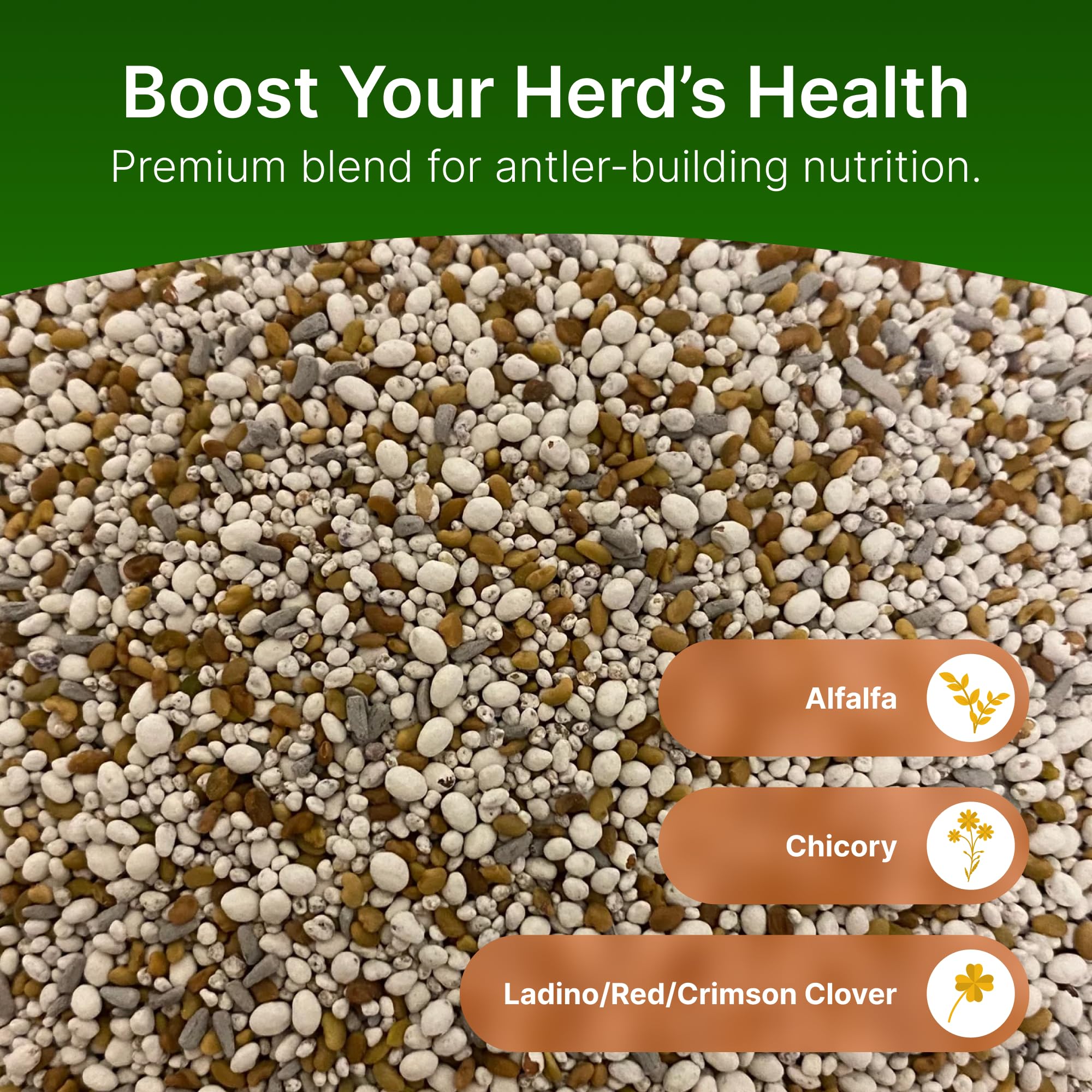 Hit List Seed deer-plot chicory-alfalfa close-up showing leafy forage to attract deer